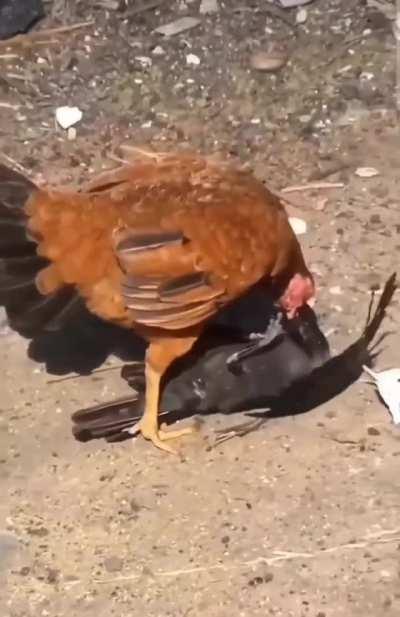 Flightless fight flight