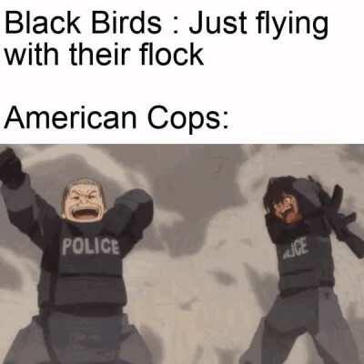 what do you mean the birds didnt have drugs , how were they so high then