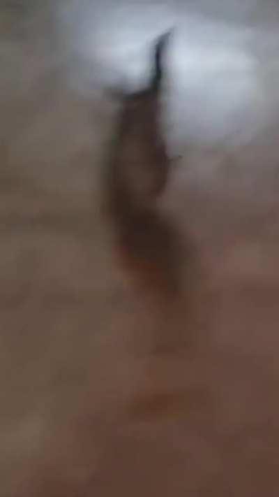 Thought ‘roaches were pests…