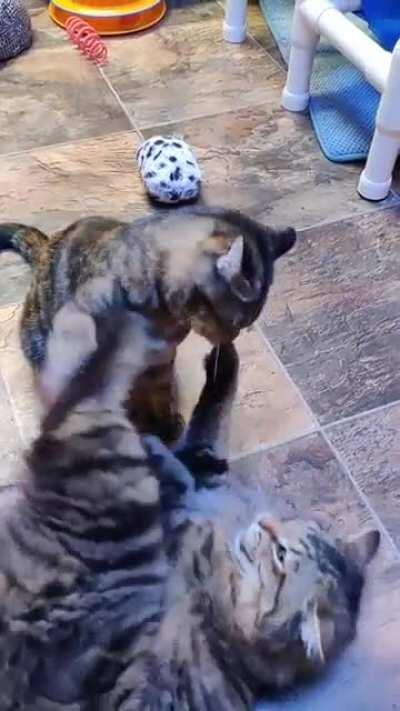 Love/slap relationship