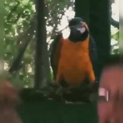 Don’t know if this counts, is this a parrot? He definitely be partying