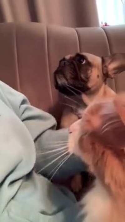 Dog dies as cat enjoys attention