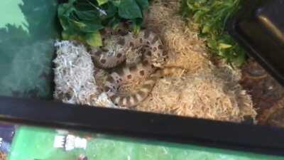 My snake doing a cober