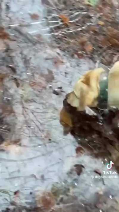 Stella is a real dude