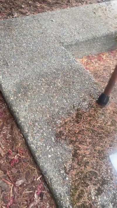 My first time using Randonautica   - found a napkin behind a tree