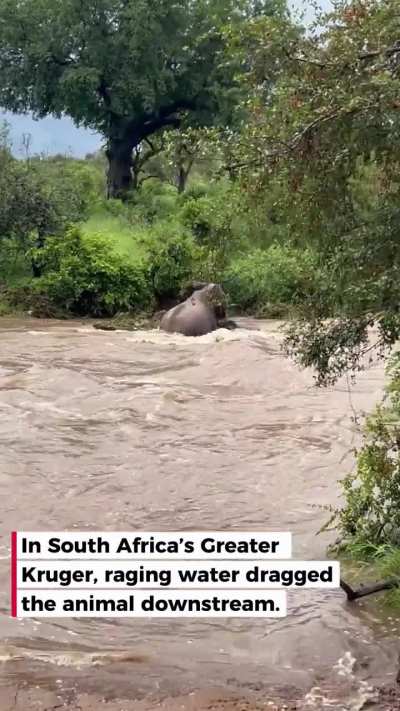 Elephant mum saves calf from floods