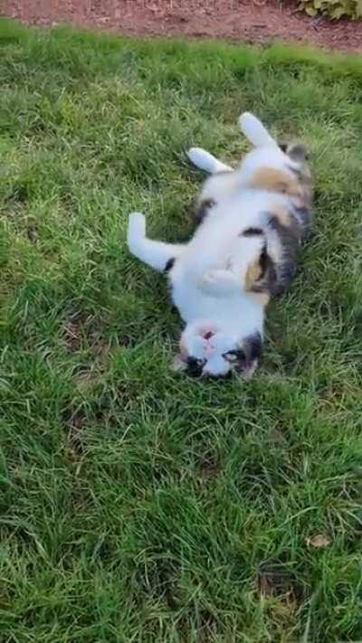 Neighborhood kitty that lures you in with cuteness than goes bite mode 😖😼😸