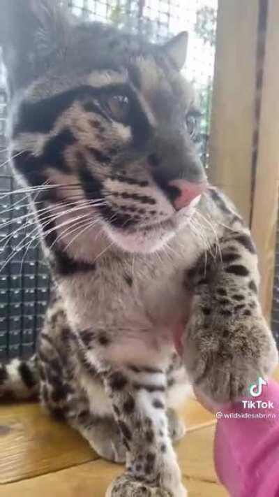 For those of you asking on my last post, this shelter does not de-claw their animals