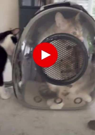To Touch the Bubble Cat