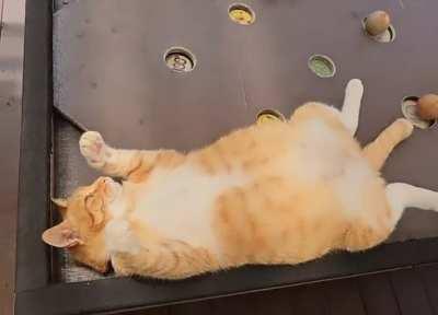 No brain cell, no problems. 