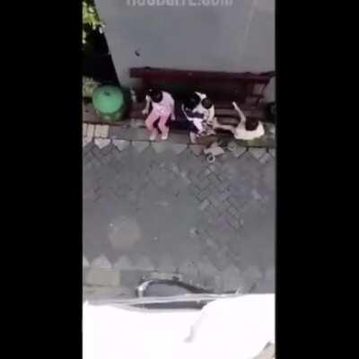 Bike riding monkey tries to kidnap a baby