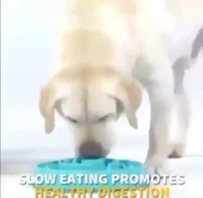 Slower eating promotes better digestion for your doggo