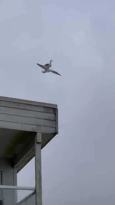 Seagull riding another seagull
