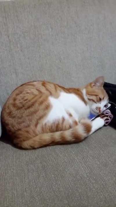 A cat sees it's friend(also a cat) after it has passed away