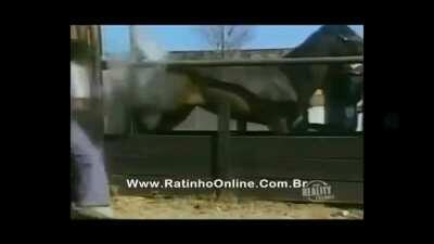 Pq eu ria disso chat?