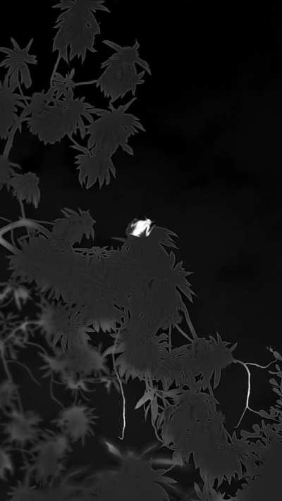 Bats through the lens of a thermal imaging camera