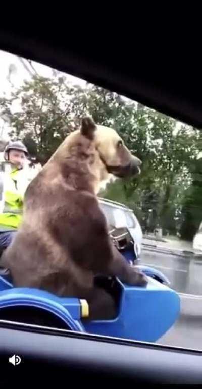 Sitting in a motorcycle sidecar