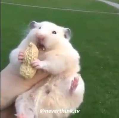 fun things to do with your racoon