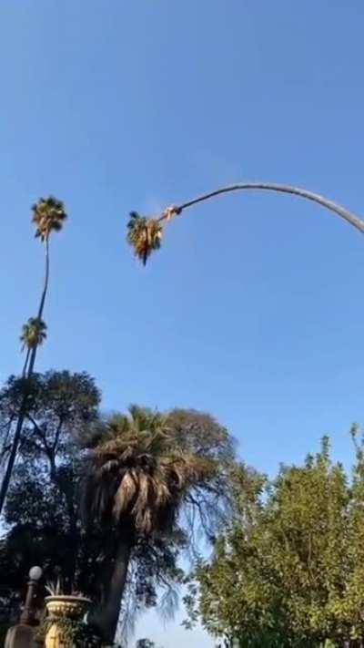 Cutting an insanely tall palm tree