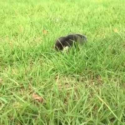 Moles walking above the ground is the cutest thing ever