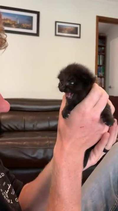 Smol cat with smol squeaks