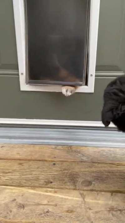 Pesky Petdoor