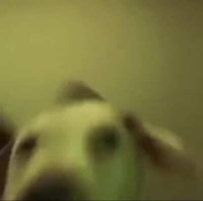 plap plap plap plap (that is the dog’s ears lol get it?)j