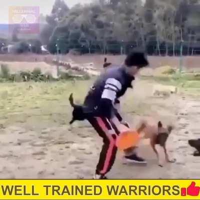Well Trained Warriors