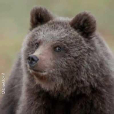 2003 Brother bear incident