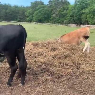 Apparently fresh hay brings out the inner derp in these big boys at Freedom Farm Animal Rescue