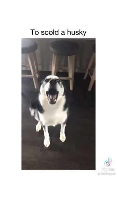 To scold a husky