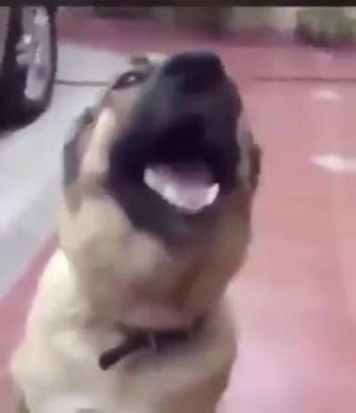 dog sus??? 😳😳😳