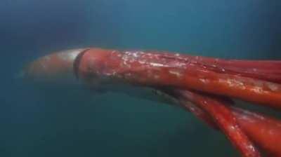 Giant Squid makes an appearance in Tokyo Bay