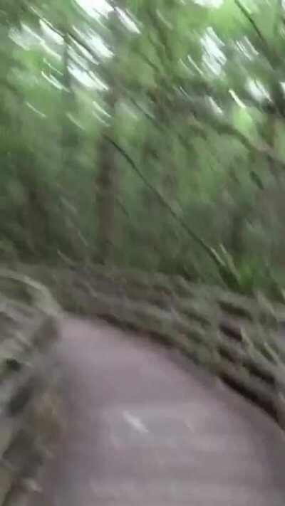 A nice stroll in a swamp. What could go wrong?