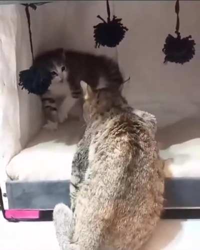 How to earn a kitten's trust through tolerance and purrsistence