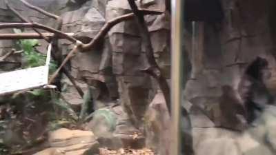 Evolution Any% glitchless speedrun