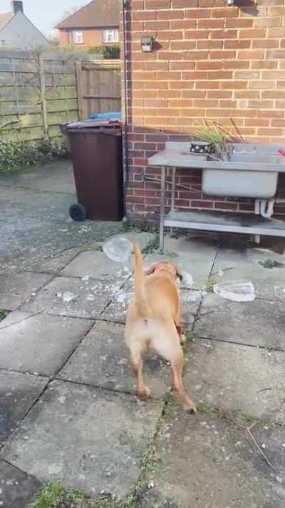 Had to be done, so we found a thicc boy