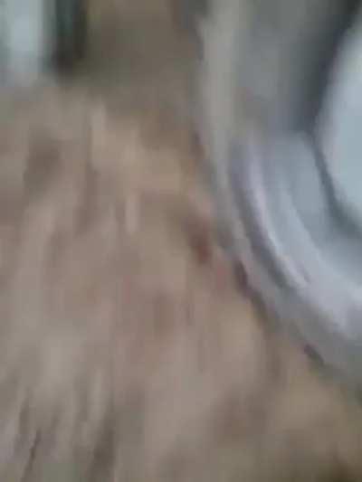 Trying to break a fight with dogs