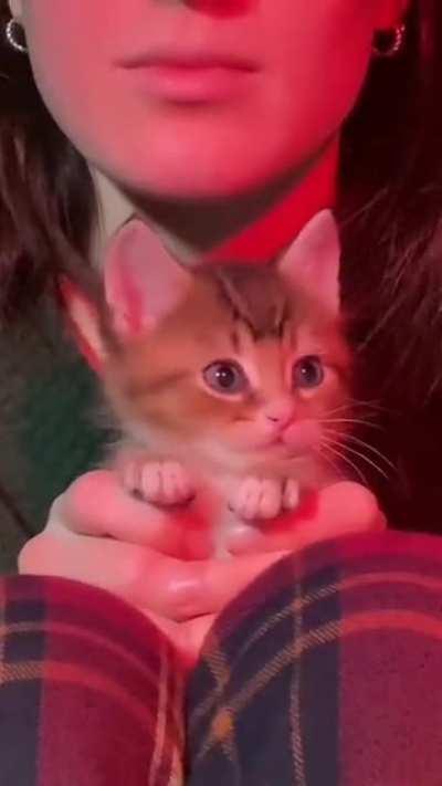 This cat just made my day :'))