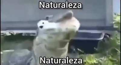 dankvideos - Video #1537