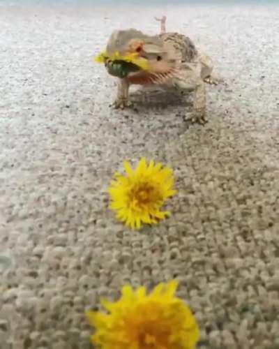 A bearded dragon enjoying some dandelions