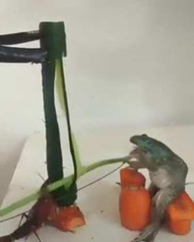 why the fuck did this person post this in r/aww