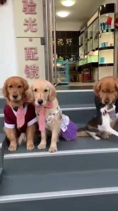 When Doggo is in charge...