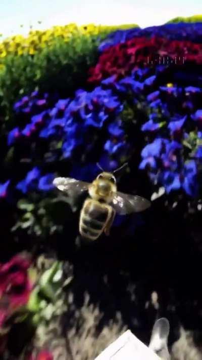 Prompt: “POV video of a bee as it dives through a beautiful field of flowers”