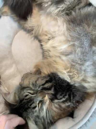 Cosmo has thoughts about being up early on Caturday.