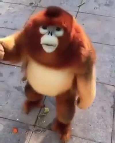 Golden Snub-nosed monkey getting some snacks