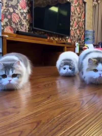 Mindlessly scrolling Reddit, paused on this reposted gif (very cute) at the same time that this song was playing in my house. Had to soundtrack it cuz serendipity.