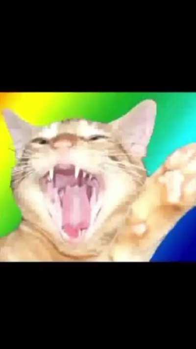 El gato del Exodo 😮