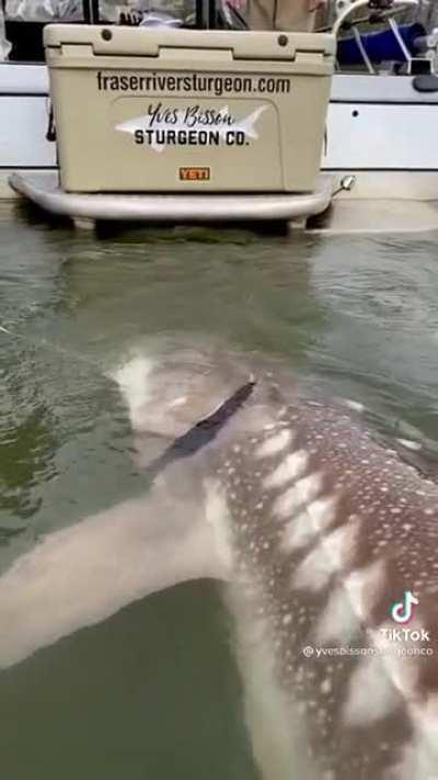 Had no idea Sturgeons could get this big.
