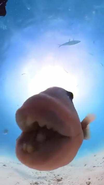 Triggerfish convinced the gopro will make a delicious meal